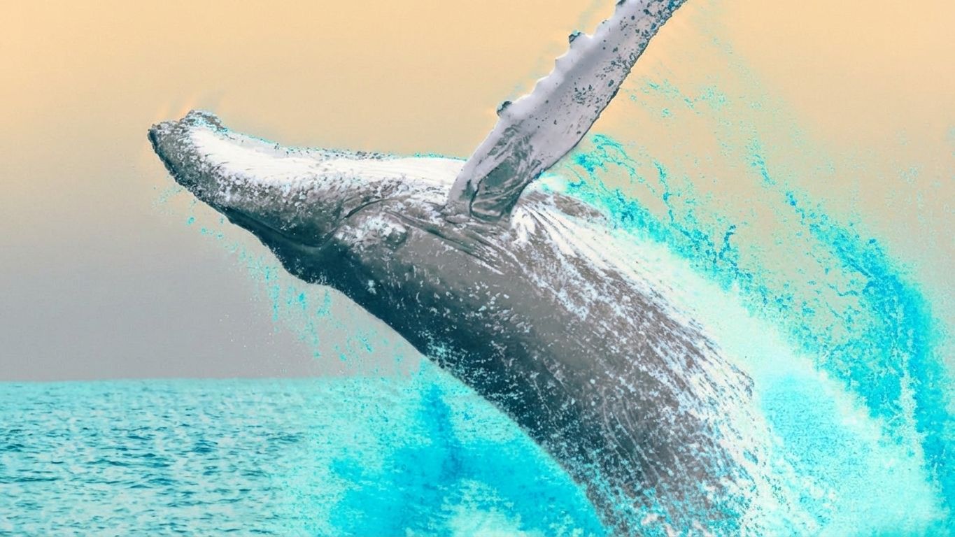 初期のBTCクジラ、バイナンスへ3,300万ドルを追加入金